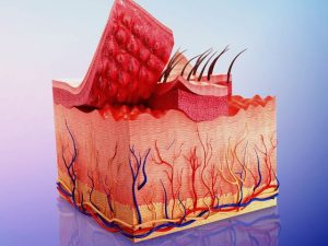 integumentary assessment tips