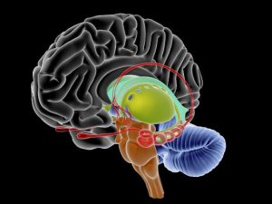 neurological nursing assessment nerves